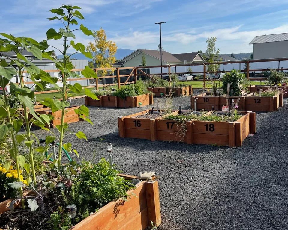 Wooden raised garden beds with various plants in a fenced outdoor area under a clear blue sky.
